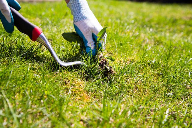 a hand pulling out weeds on a lawn.