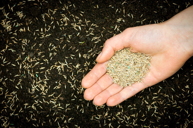 Hand holding grass seed.