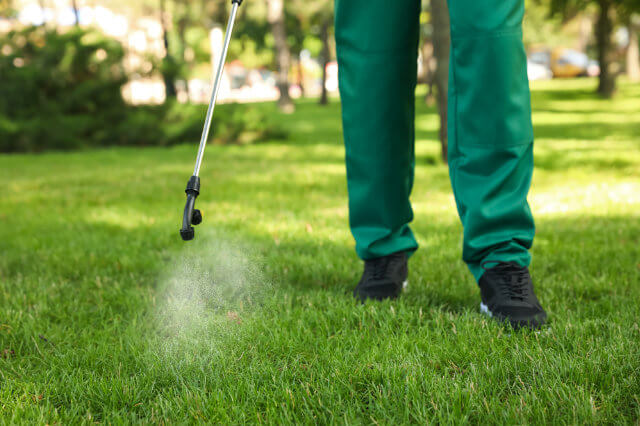 Spraying a lawn for pests.