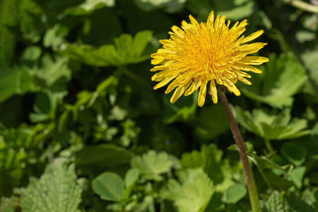 closeup of a dandelion weed.