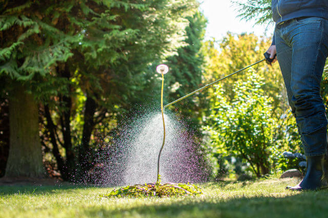 Closeup of a person spraying a dandelion to control weeds.