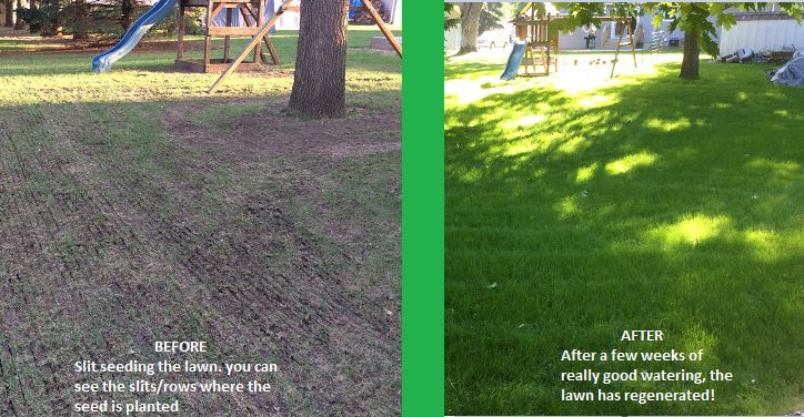 An example of a before and after lawn with Green4Ever's slit seeding service.