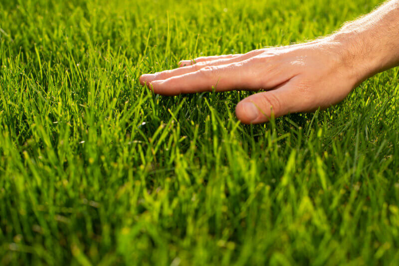 a human hand running along a grass lawn.