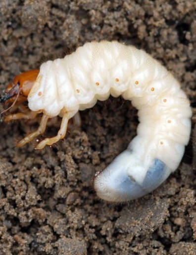 Closeup of a grub.