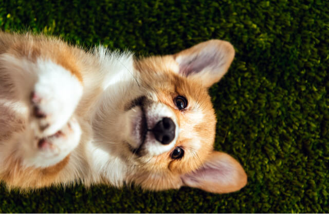 A Corgi dog lying on grass looking up.