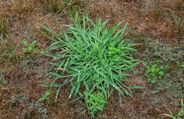 Closeup on crabgrass.