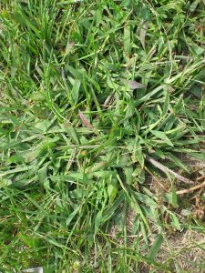 Crabgrass