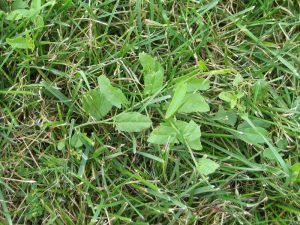 Creeping Jenny - Bindweed