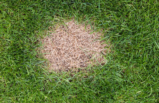 Dog urine spot on lawn.