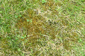 Grass with moss.