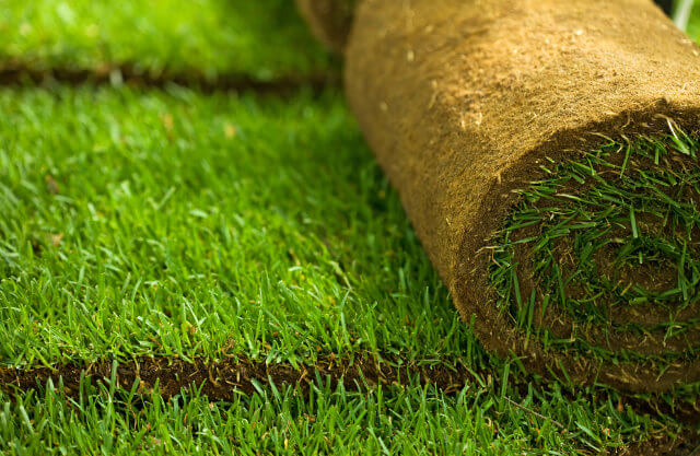 closeup of a roll of lawn sod.