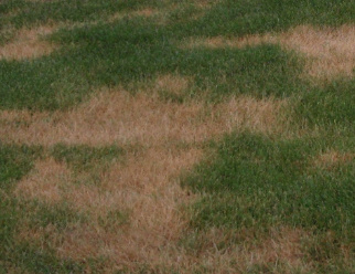 Example of Leaf Blight on a lawn.
