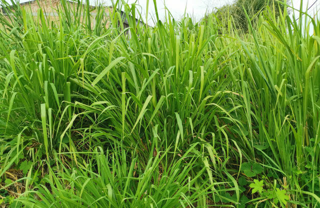 A section of wild perennial wide bladed grass.