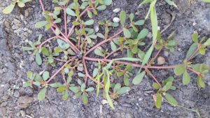 Purslane