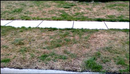 Winter lawn damage.