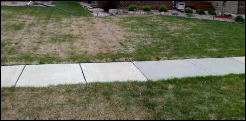 Winter lawn damage.