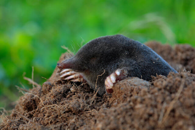A mole peeking out of a dirt hole.