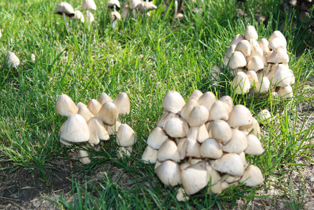 mushrooms on a lawn.