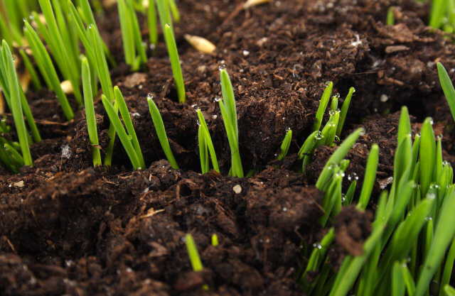 sprouting grass