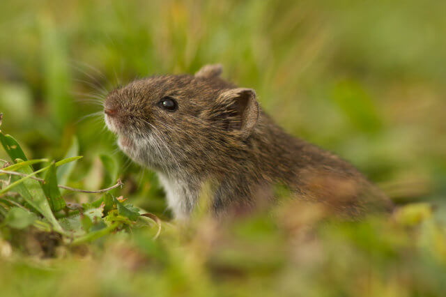 A vole in a field.