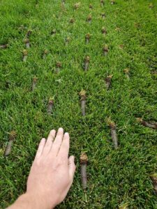 A hand on a newly aerated lawn